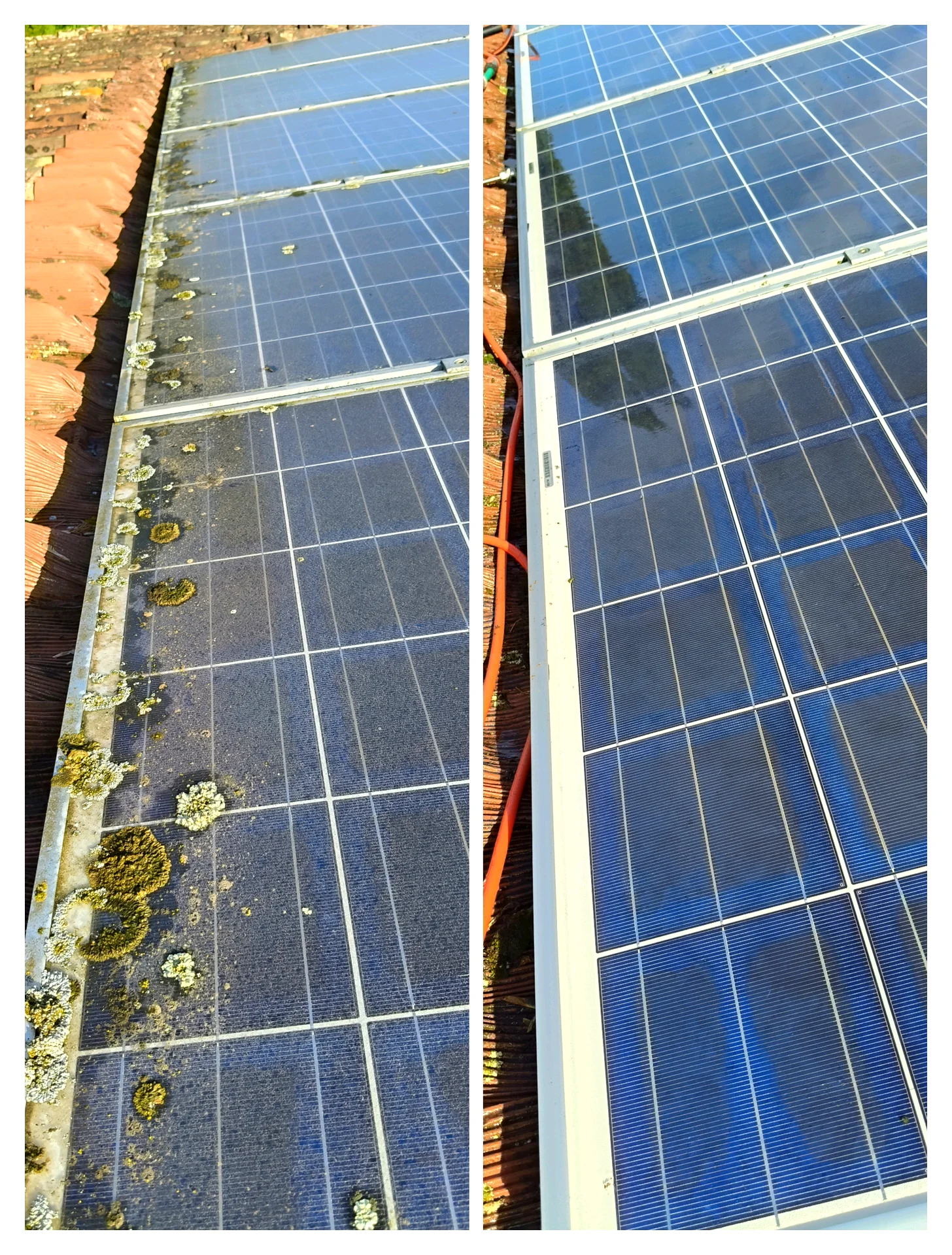 Panneaux solaires avant / après nettoyage, mousses et lichens retirés
